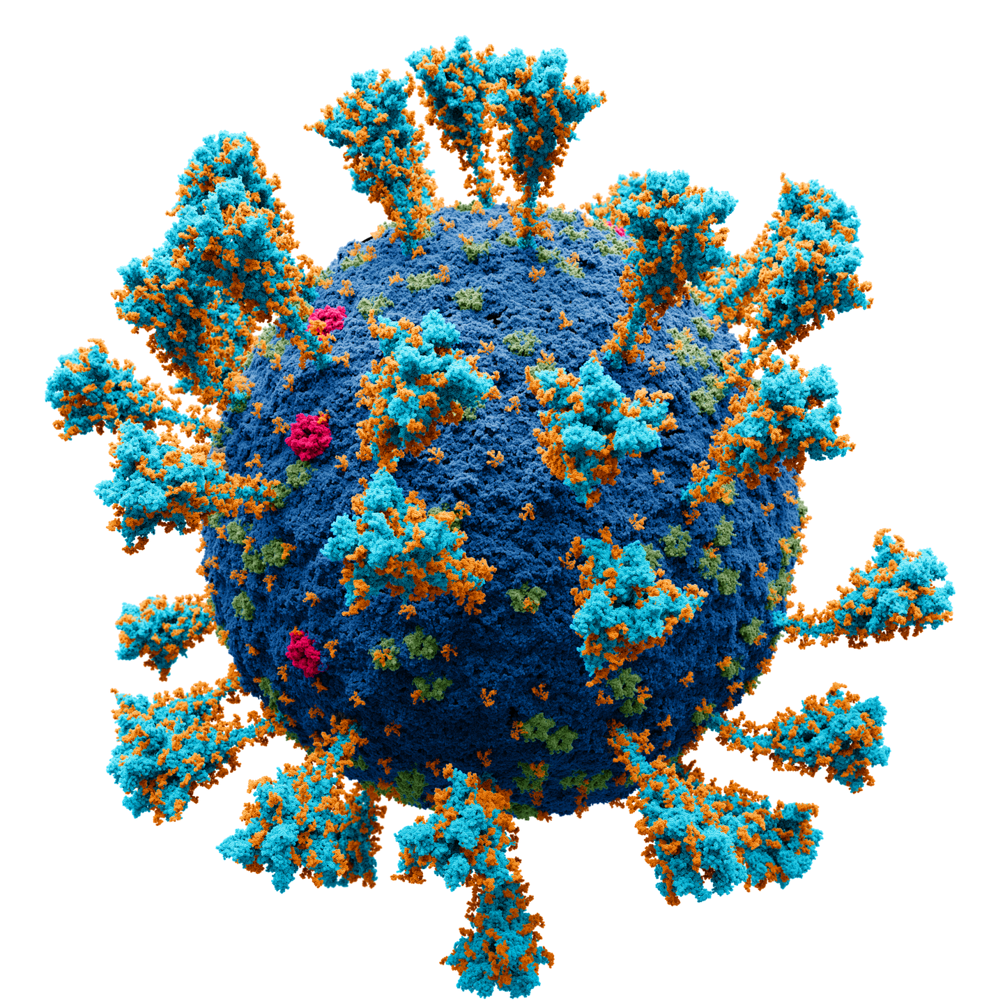 COVID-19-t põhjustava viiruse väliskihis on vähemalt neli põhivalku. Levinuimad vaktsiinid õpetavad inimese immuunsüsteemi jahtima vaid üht neist – ogavalku. Viiruse mudelkujutises vastab igale väikesele pallikesele üks aatom.