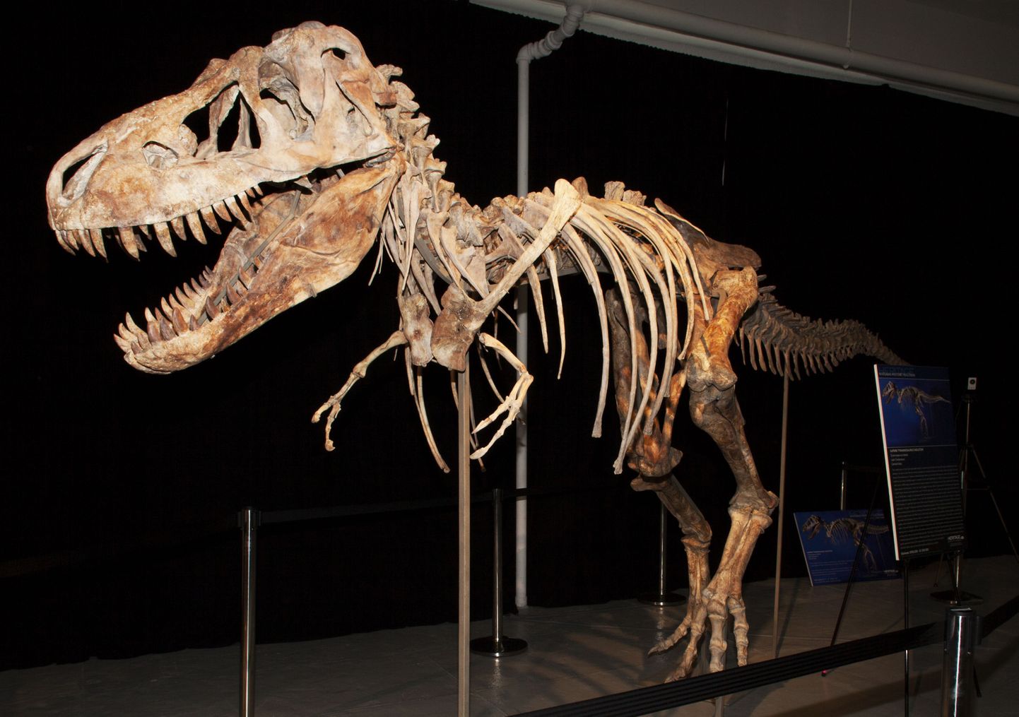Tyrannosaurus bataar skelett