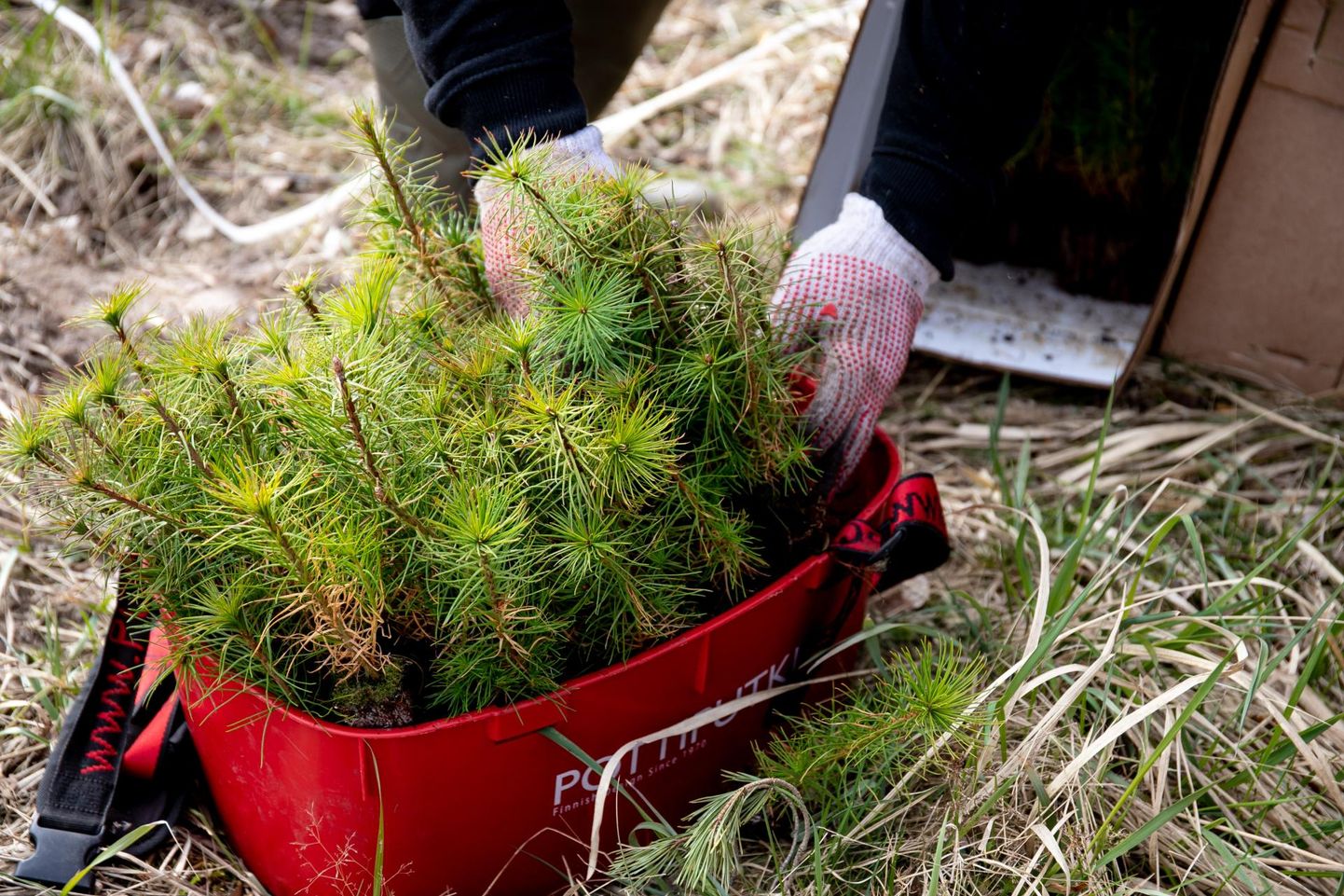 Eesti metsadesse istutatakse kevadel 24 miljonit taime, millest enamiku moodustavad männid ja kuused.