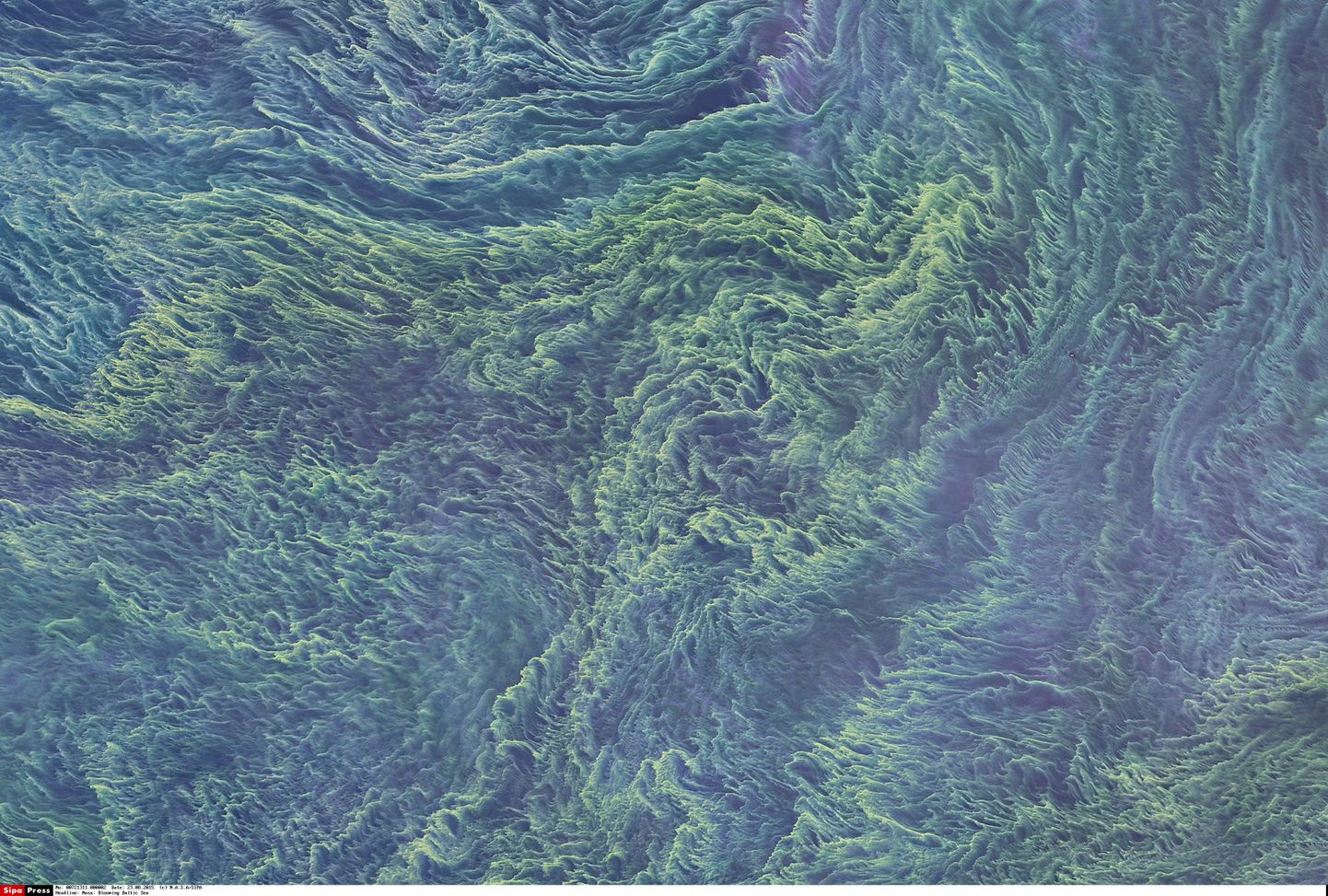 Сине-зеленые водоросли в Балтийском море. Иллюстративное фото.