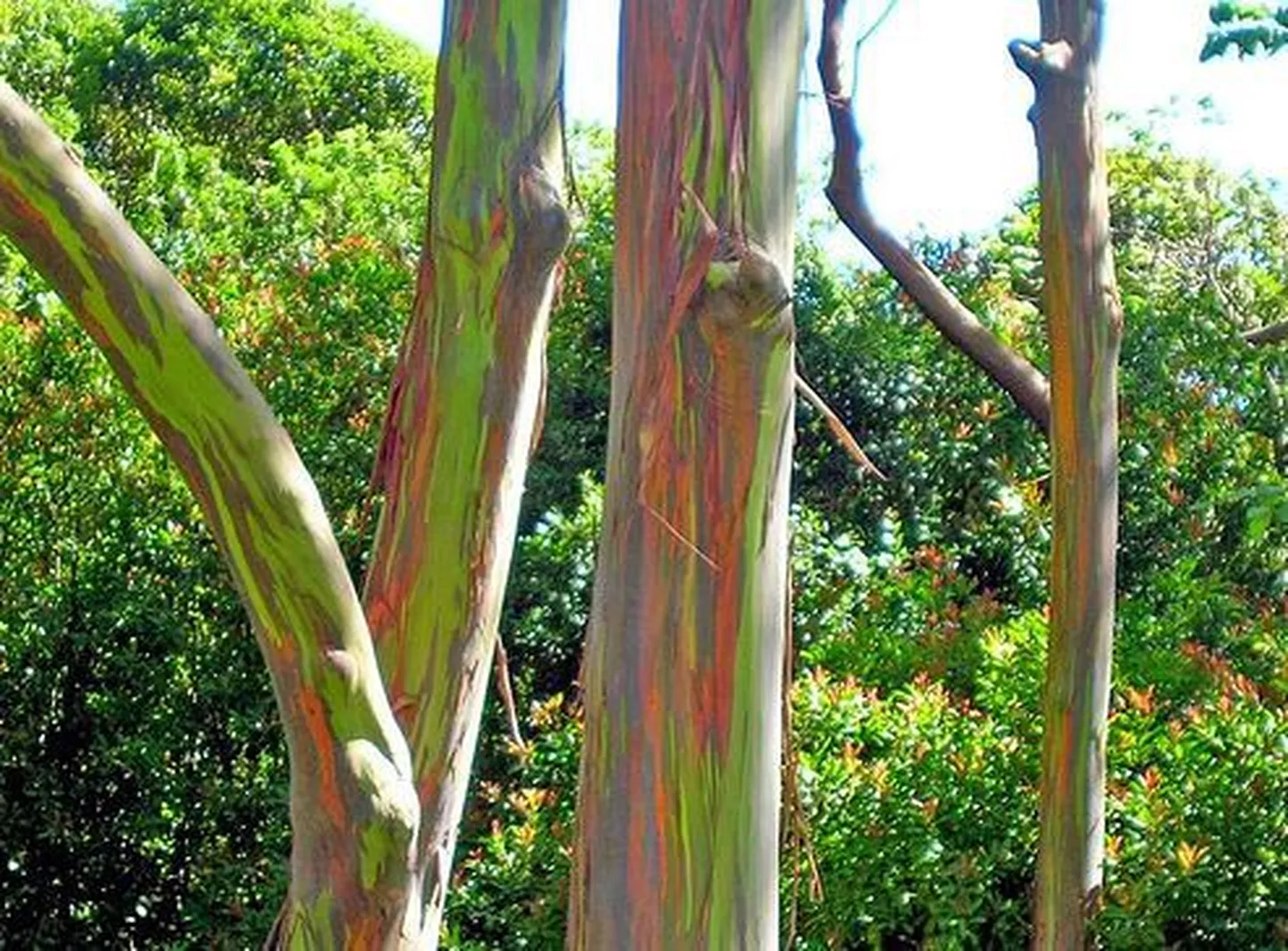 Eucalyptus deglupta