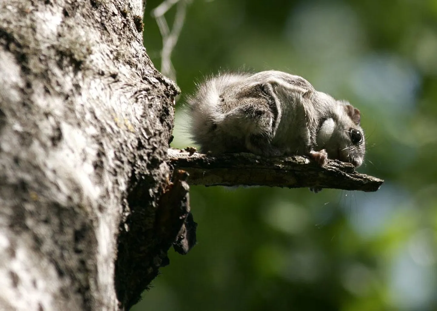 Lendoravatele on liikumiseks tähtis puude omavaheline lähestikkus.