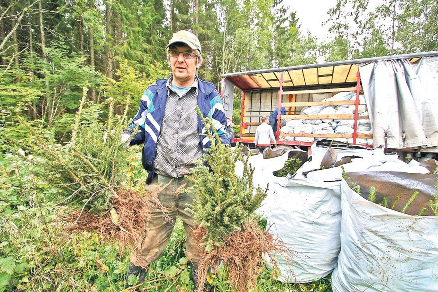 Metsakasvataja Koit Kraav leidis Räpinast saabunud kuusetaimed olevat ilusad ja elujõulised.