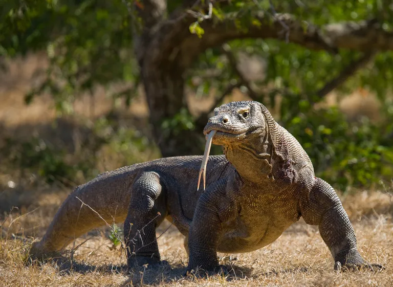 Komodo varaan.