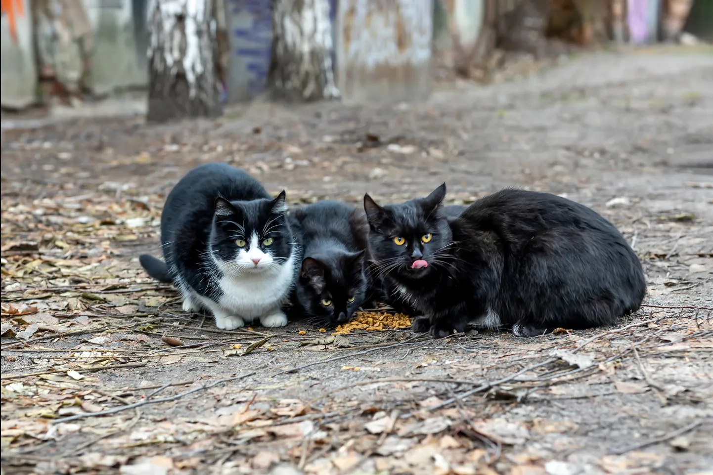 Raksta foto