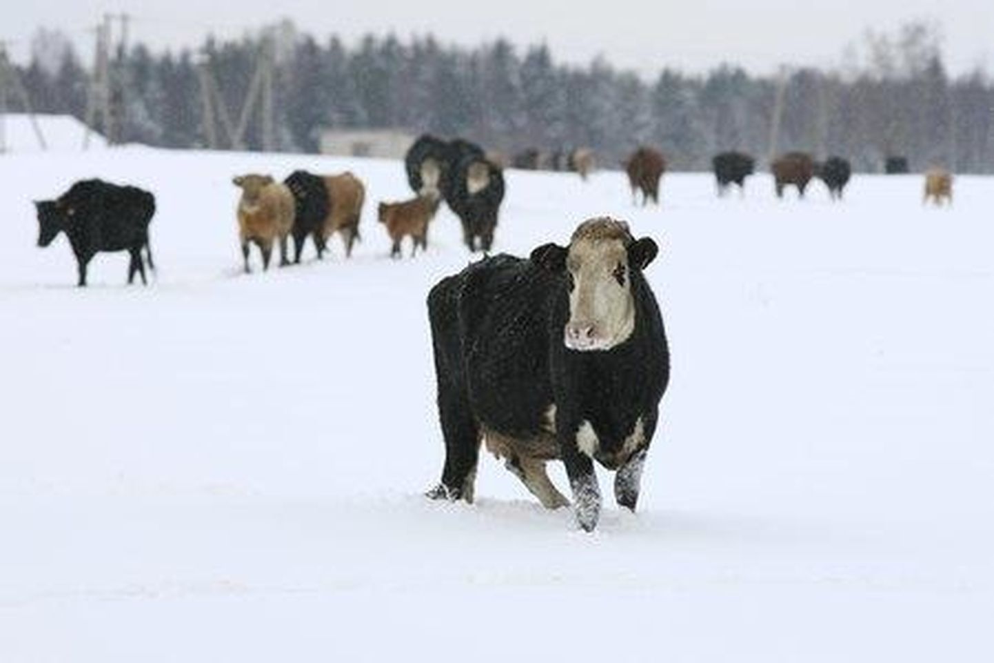 Süsiniku­majandusel pole riigipiire ja siin on edukamad püsirohu­maadel karjatatavad loomad.