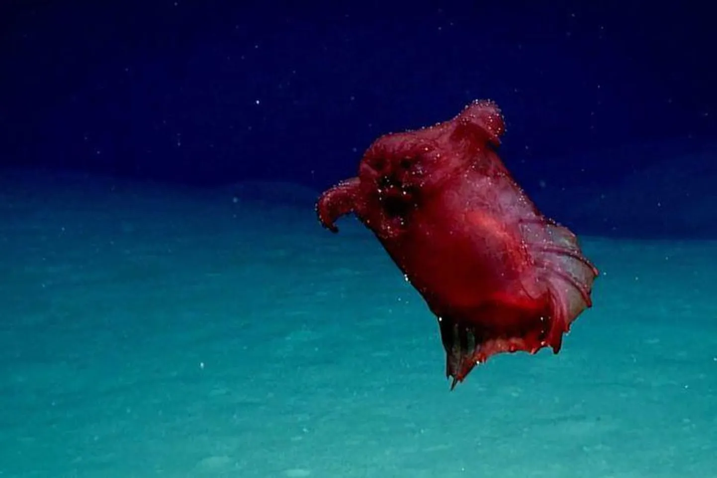 Enypniastes eximia