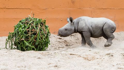 Фото и видео: смотрите, как проводит время родившийся в Таллиннском зоопарке носорог