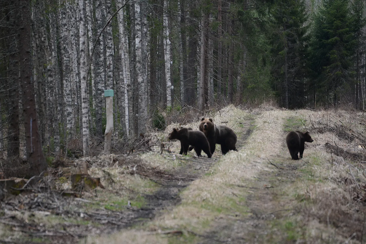 Jooksuajal on karud tavapärasest aktiivsemad ning satuvad seetõttu sagedamini ka inimestega kokku.