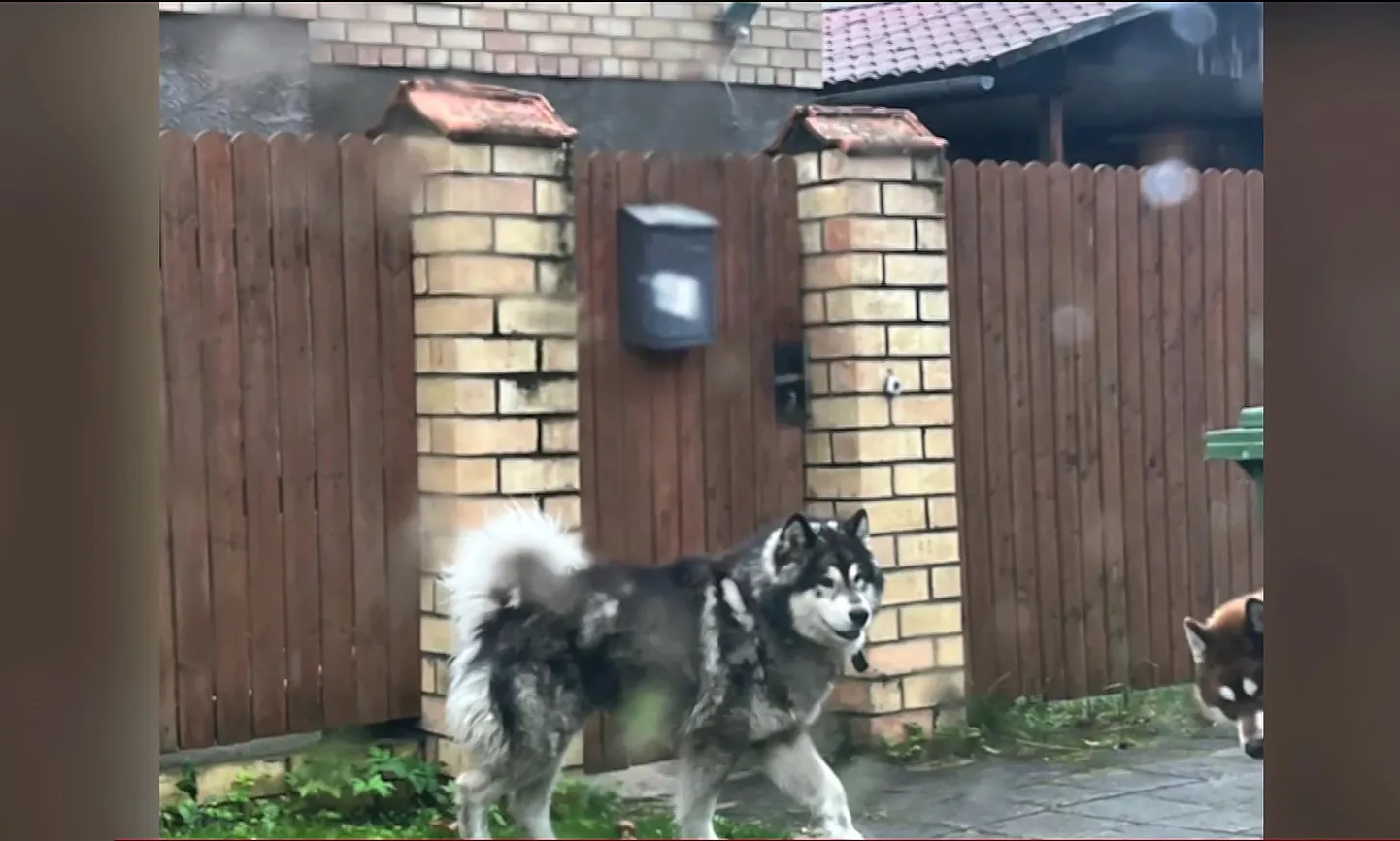 VIDEO Saimnieks paziņo, ka Carnikavas bērnus sakodušajiem suņiem meklē ...