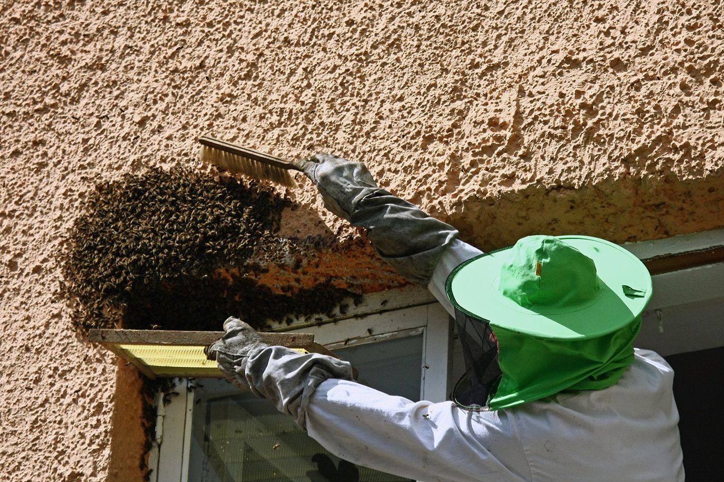 Aknale kogunenud mesilased eemaldati ettevaatlikult puukasti.