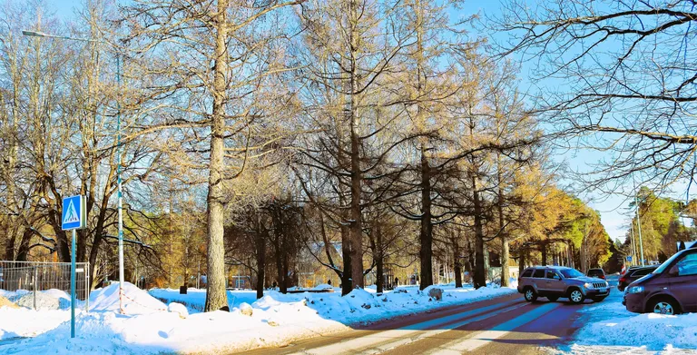 Сосны города Эльва