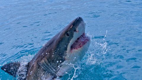 Vaatepilt nagu õudusfilmist: sajad haid ründasid kalaparve rannajoonele väga lähedal