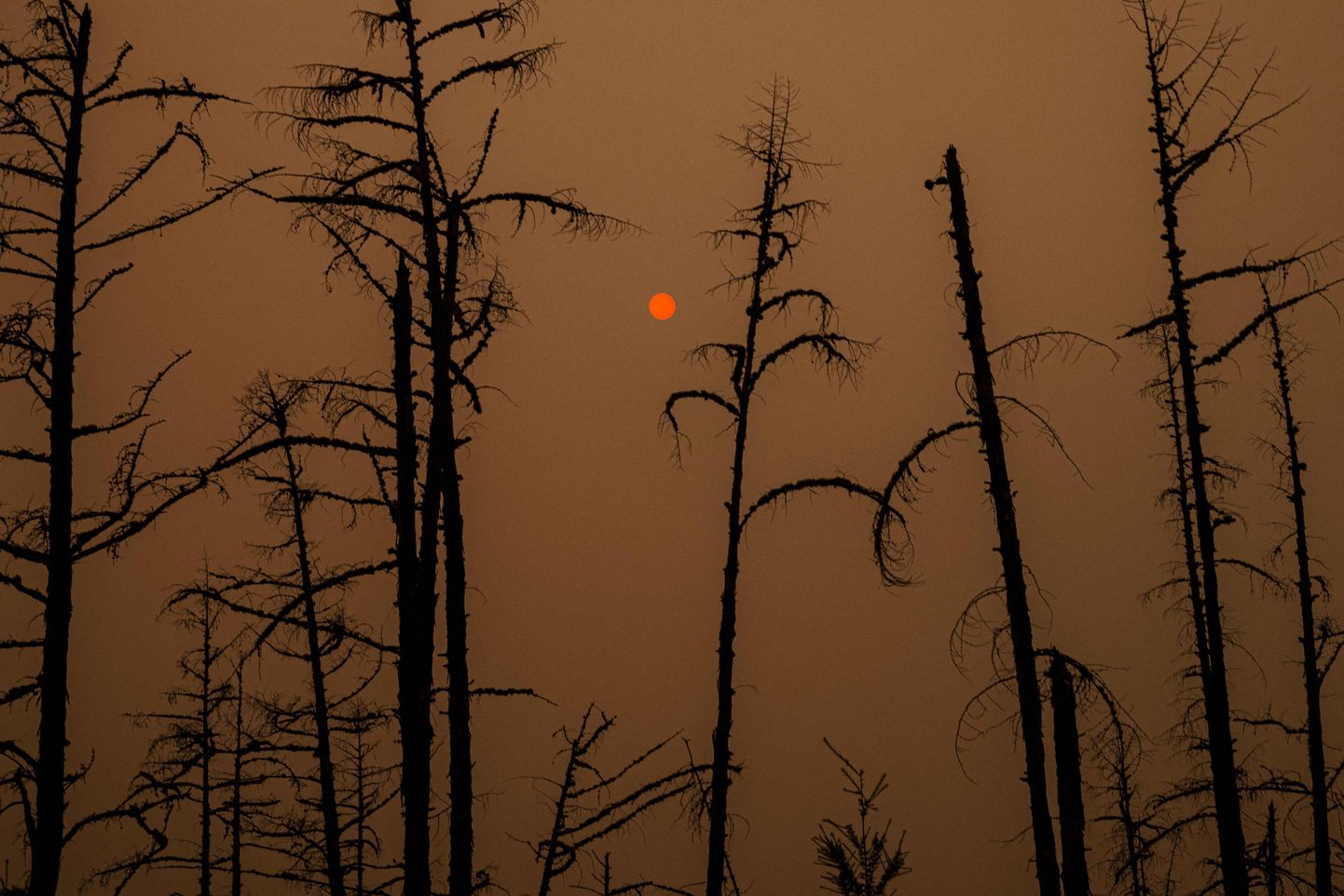 Rekordilise kuumalaine tagajärjel Siberit räsinud metsapõlengu tagajärjel söestunud puud sel suvel.