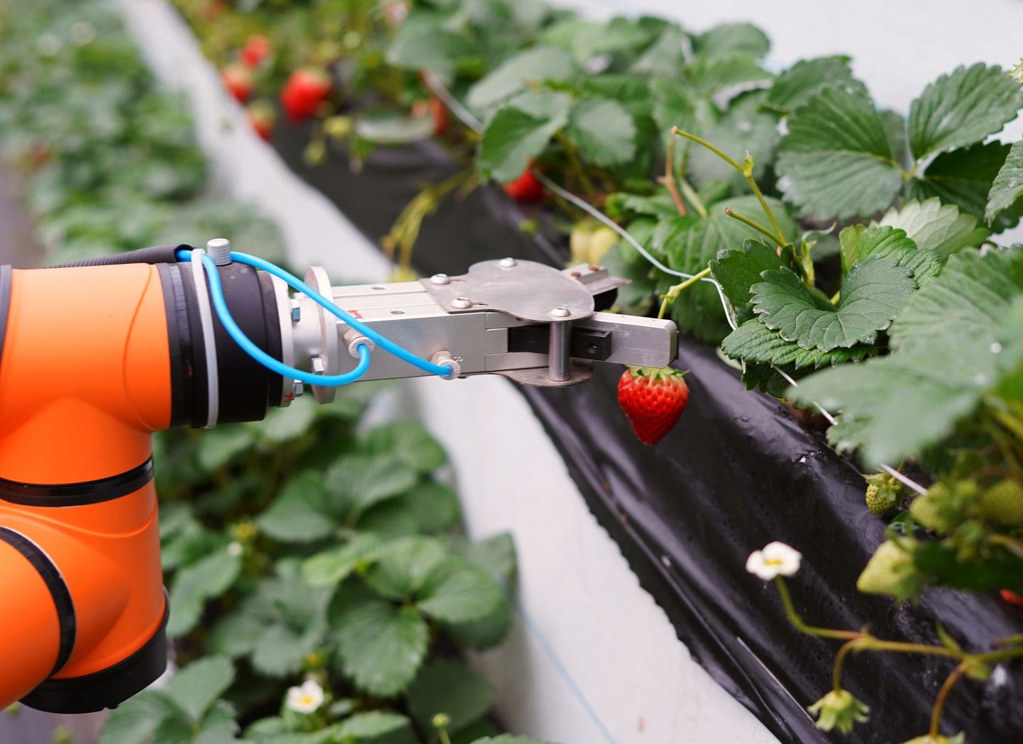Uusi robotsüsteeme arendatkse mitmel pool maailmas. Pildil on Hiinas arendatud robot, mis nopib maasikaid. Suurtootmised vajaks kindlasti aga hoopis teistsuguseid lahendusi.