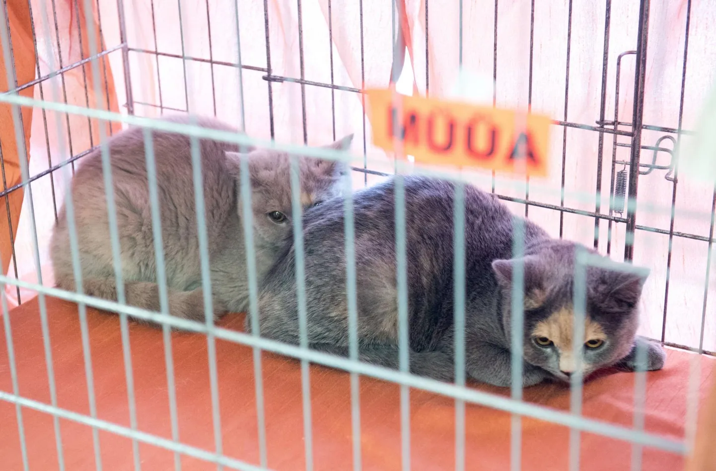 Lemmiklooma ostmisel sõlmitud leping ei hoia ära võimalikke probleeme, kuid teeb lihtsamaks nende lahendamise.