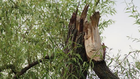 Vēja postījumu dēļ glābēji saņēmuši 13 izsaukumus