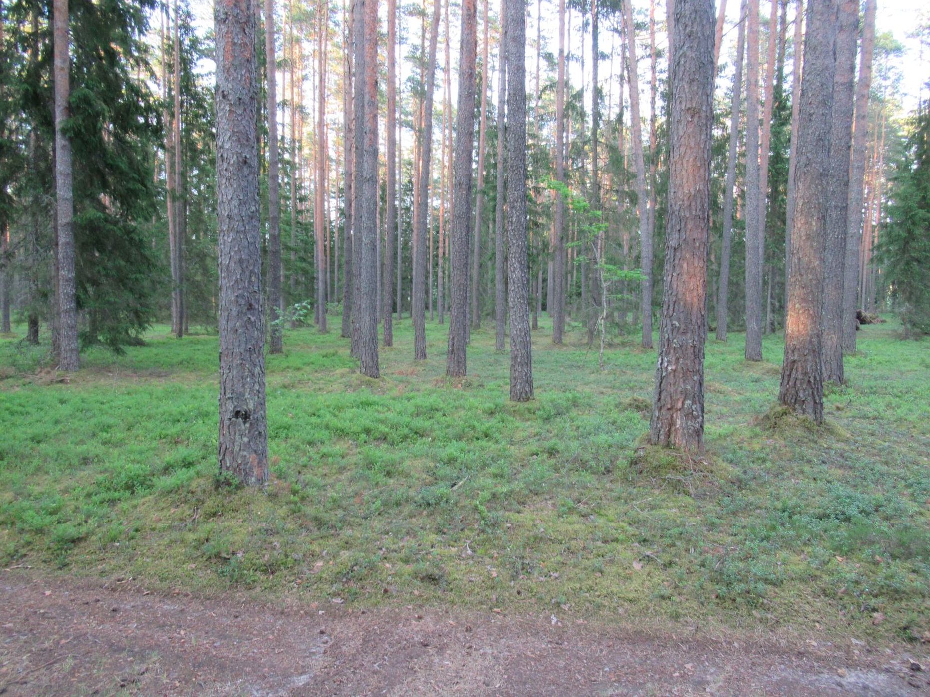 Kohalikele on Jõksi järve äärne Ritsike palo armastatud puhkemets, kus tehakse ka lasteaia- ja koolilastele loodusõppepäevi.