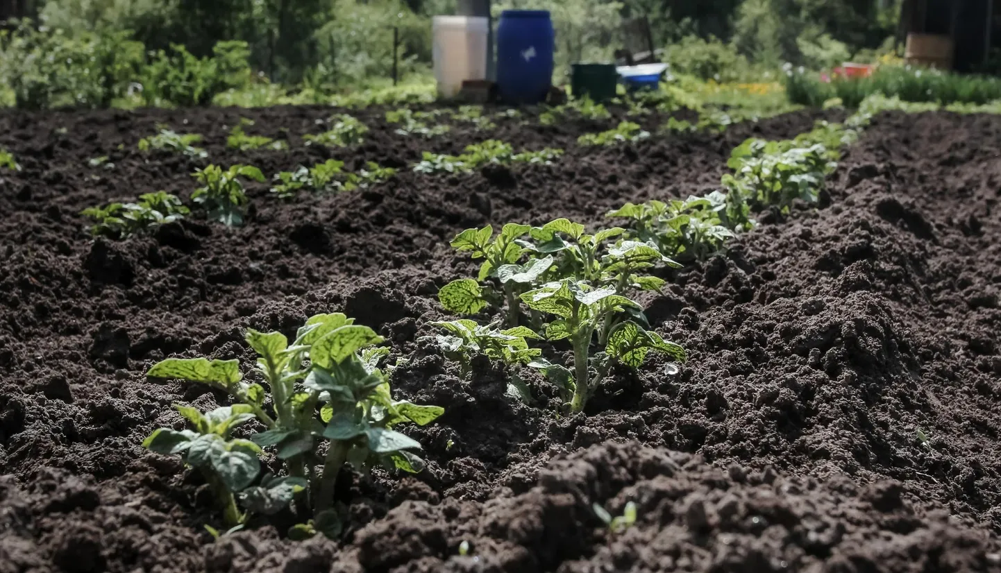 Kõige tervislikum ja energiasäästlikum on kasvatada oma toit ise.