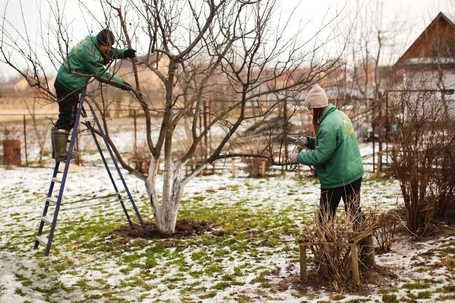 Üks esimesi töid, mida kevade saabudes saab aias ette võtta, on viljapuude lõikamine.