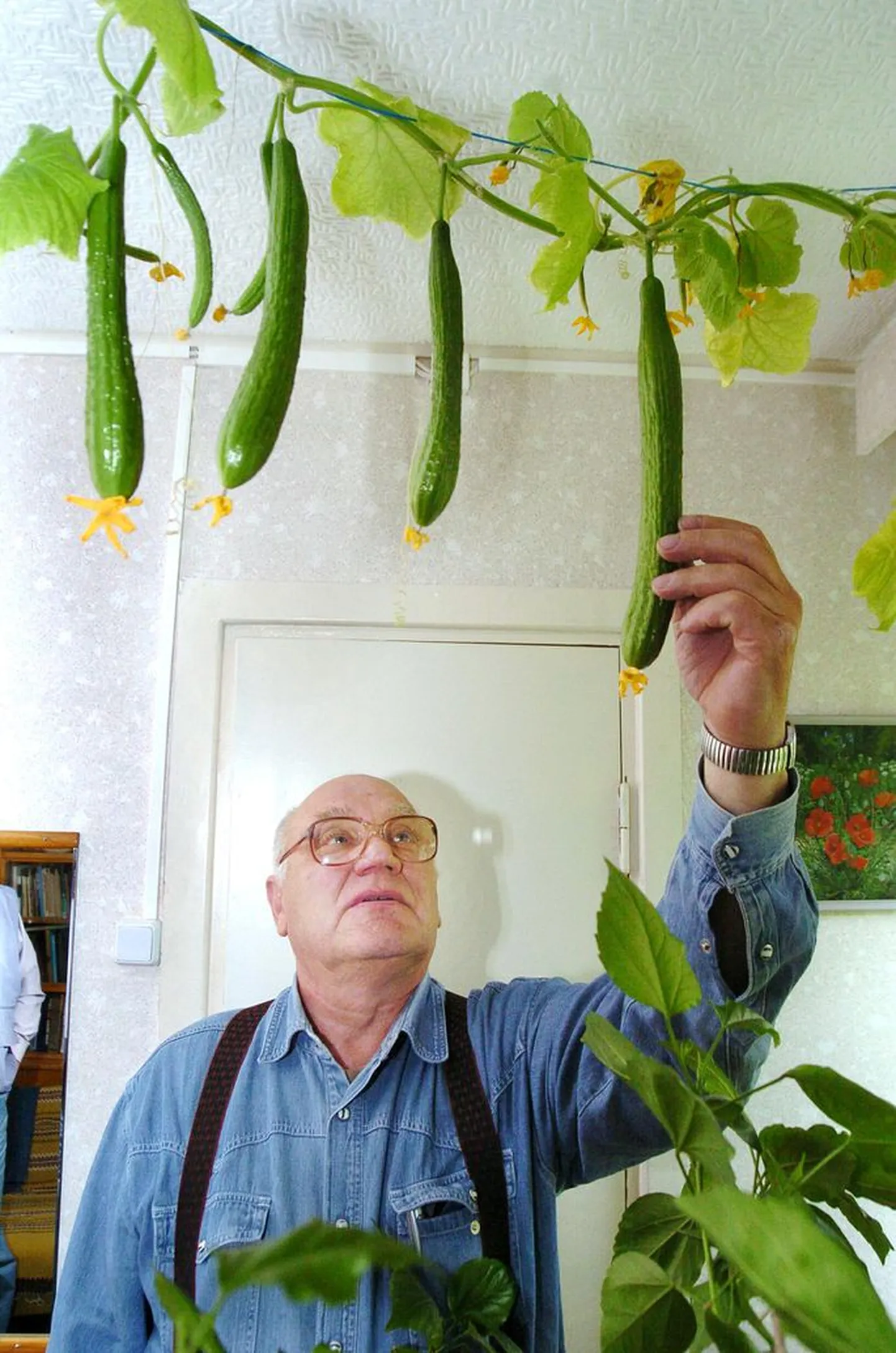Pikki aastaid agronoomina töötanud Ilmar Tiismaa paneb hilistalvel kurgiseemned mulda ja tema hoole all annavad taimed toas ülirikkalikku saaki. Tiismaa rõhutab, et kurk tahab toas väga head mulda, suurt potti, kindlasti väetamist ning tuba peab olema soe ja päikesepaisteline.