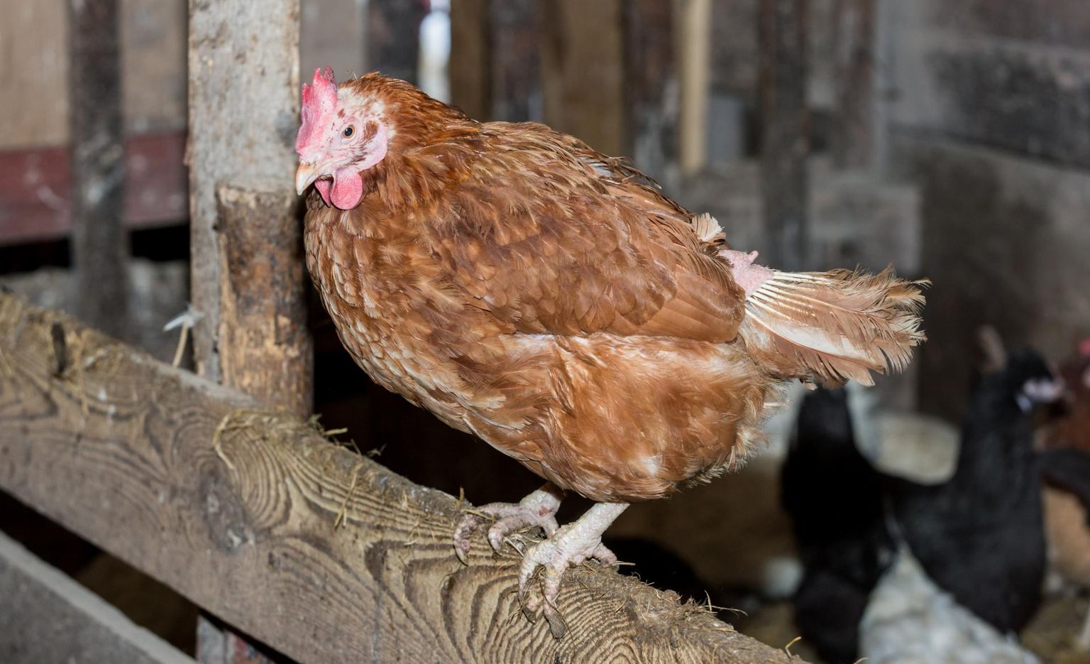 Kana tervise hea indikaator on muna. Kui munemine jääb harvemaks, lakkab sootuks või munakoor pole enam kena ja kõva, tasub esmalt viga otsida kana toidulaualt.