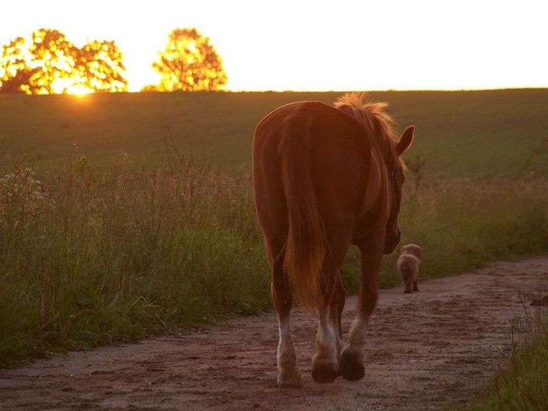 Üks Mokko talu hobustest päikesetõusu uudistamas.