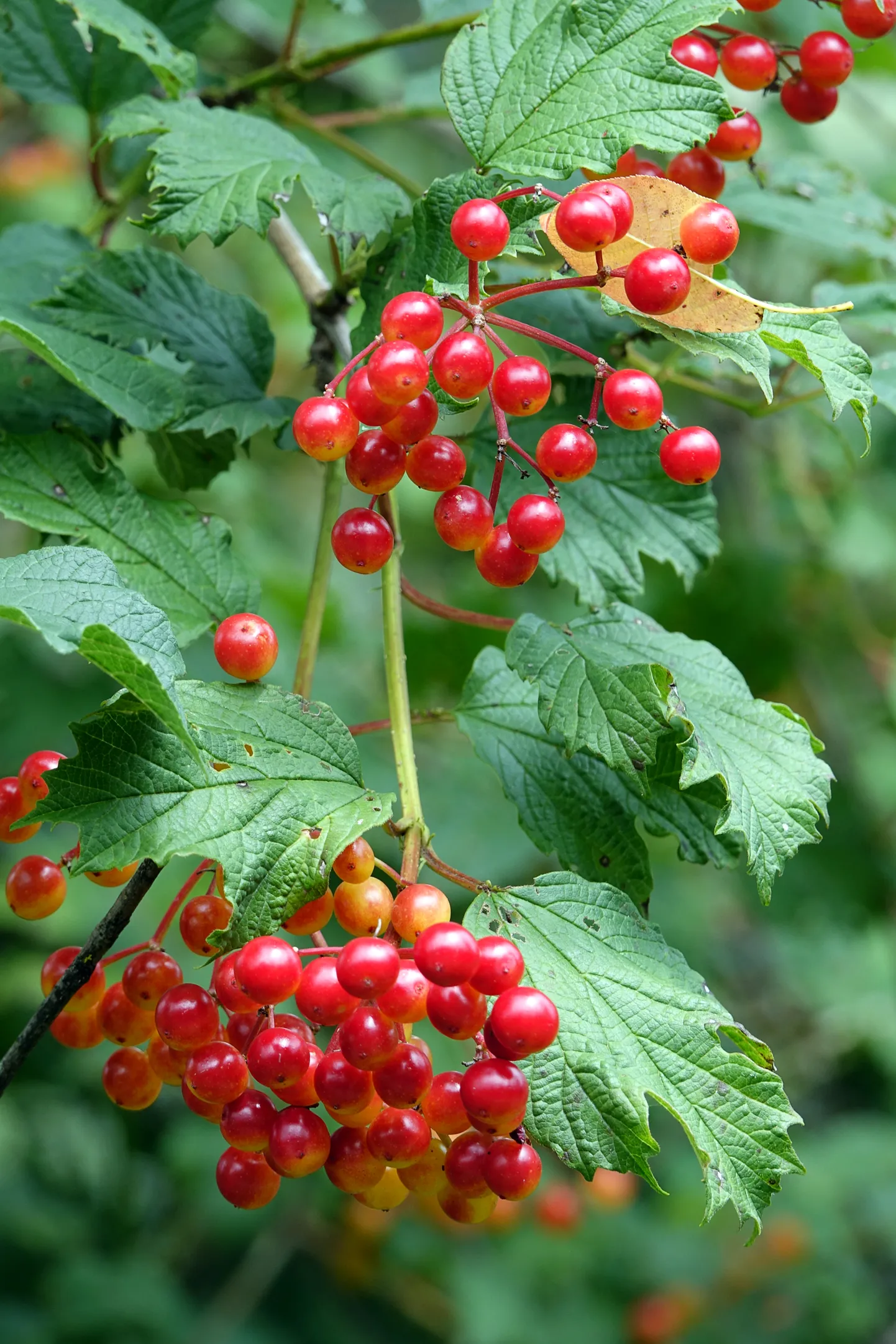 Viburnum opulus