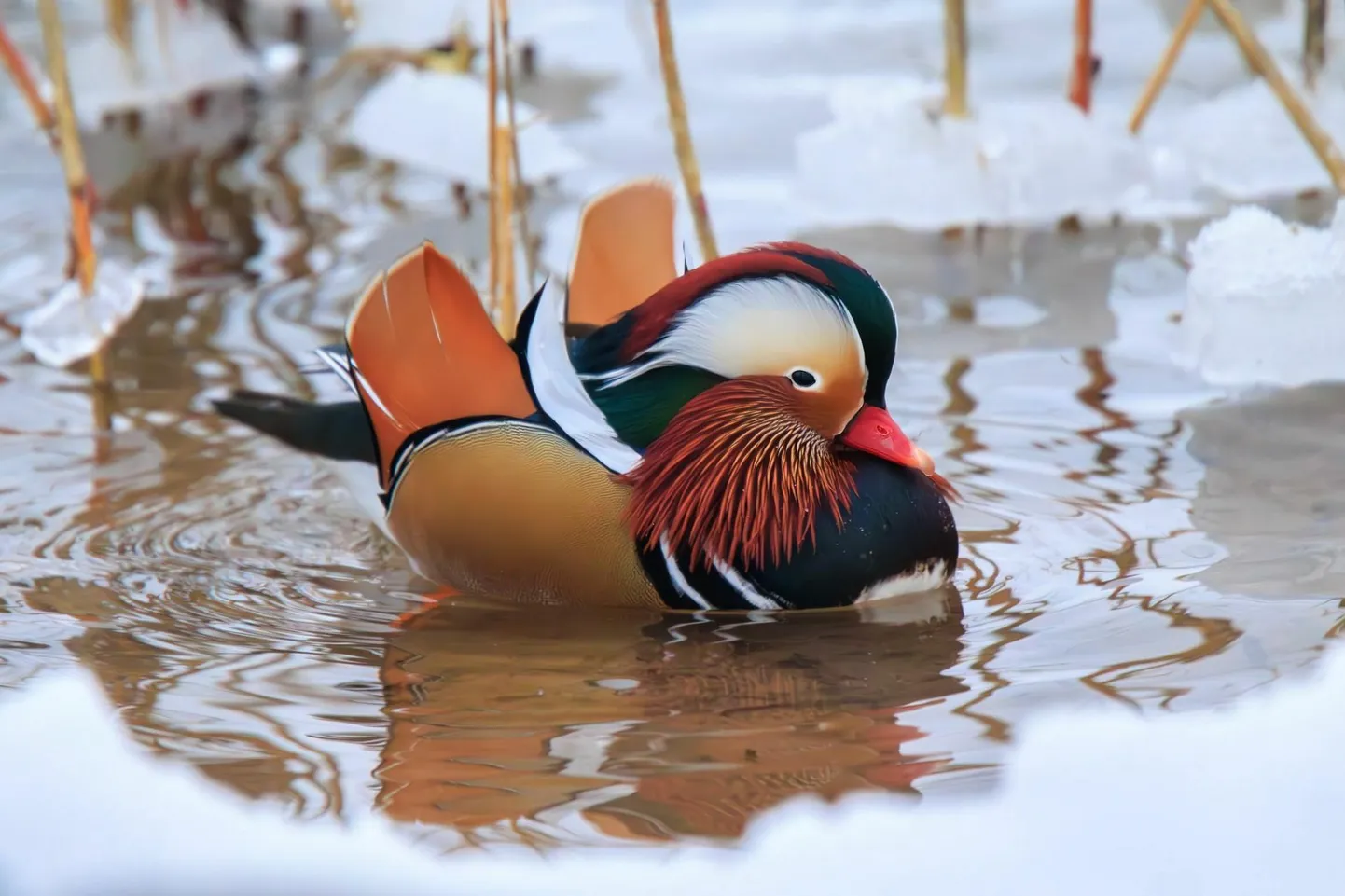Anne kanalil end hästi tundvat värvikireva sulestikuga mandariinparti peetakse maailma kõige ilusamaks linnuks.