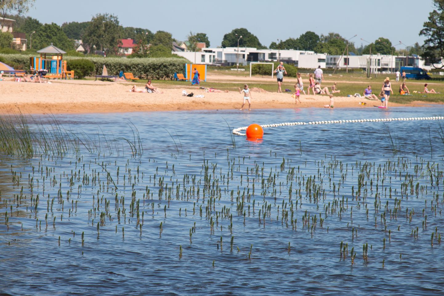 Poolteist aastat tagasi mudast ja vesikasvudest puhastatud Viljandi järve rand on taas vesikasve täis.