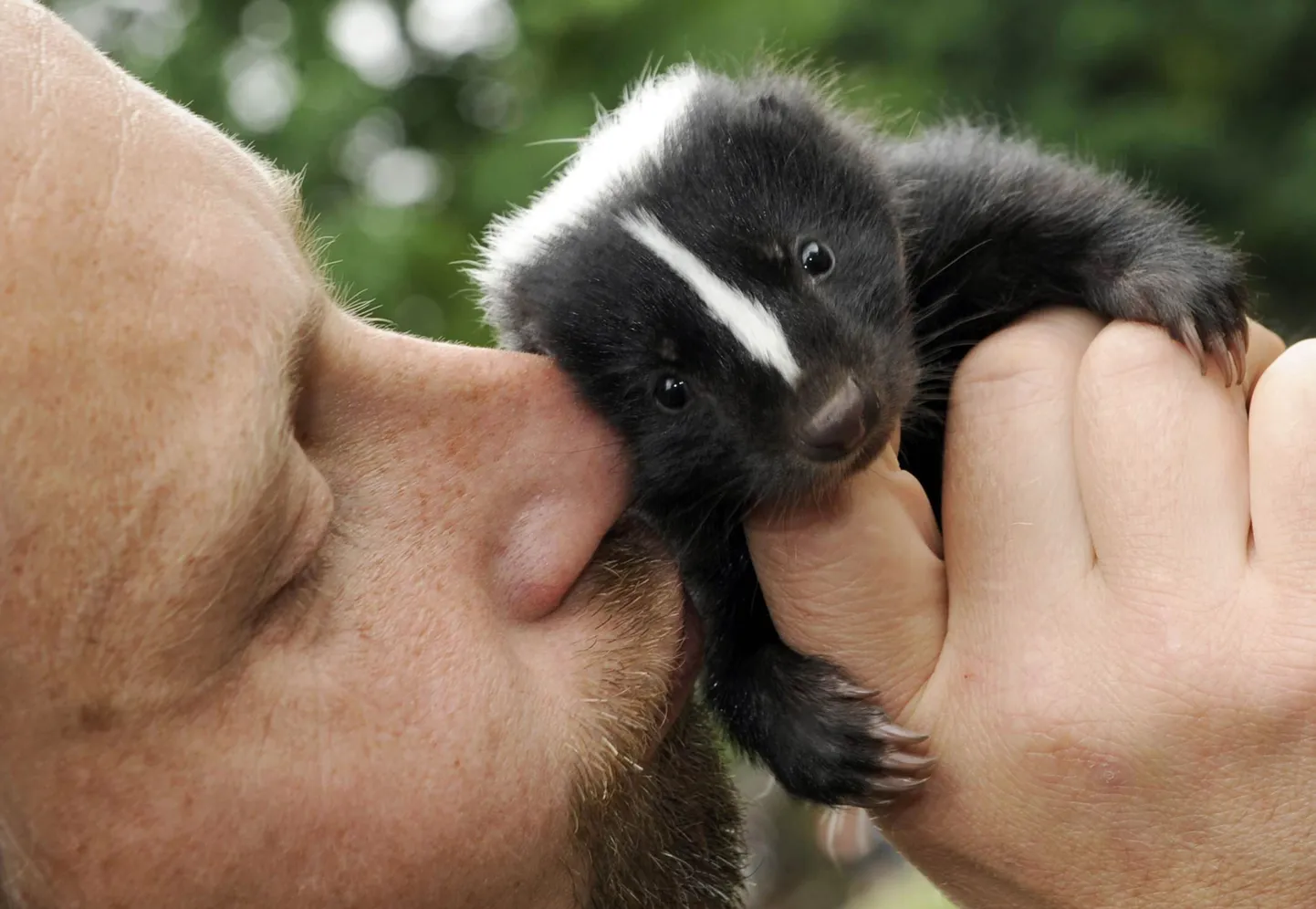 Loomaaia töötaja Michael Horn ja väike skunk