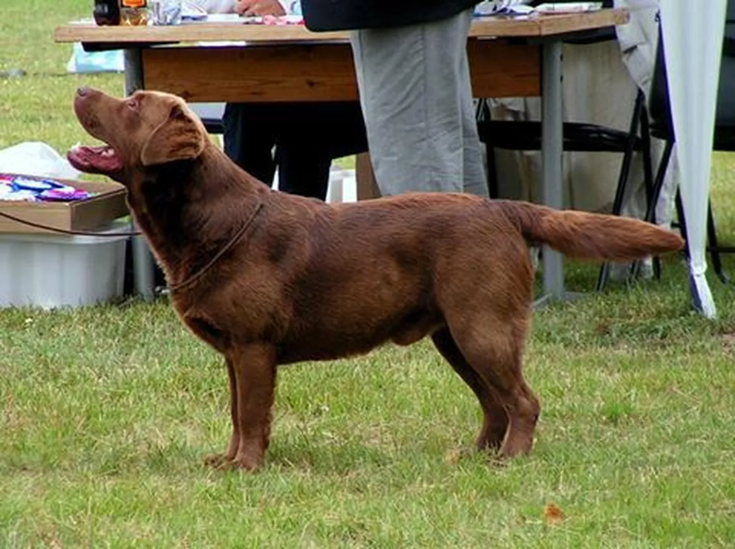 Kerberos noorena näituseringis