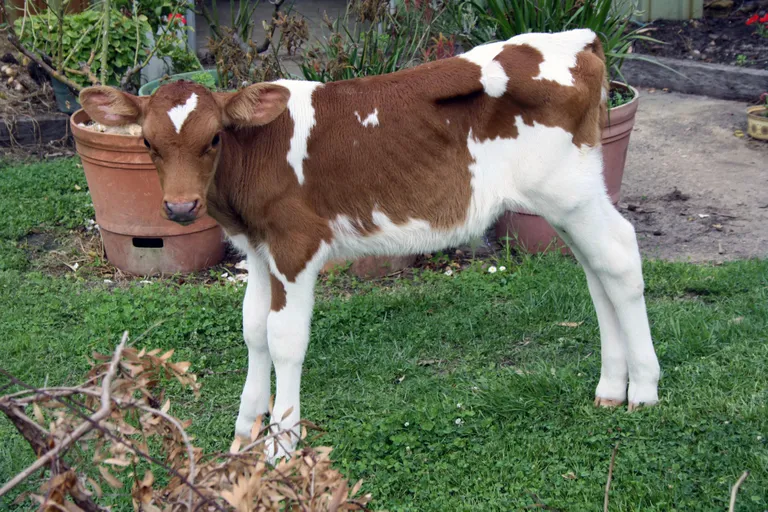 Big Moo noorena.