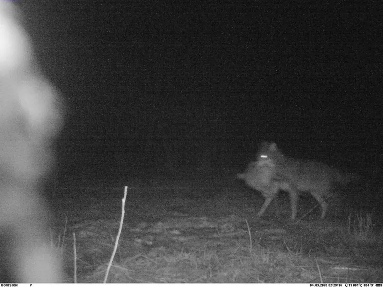 Rahnoja jahiseltsi maadel jäi täna öösel rajakaamerasse huvitav seik, kui kella kahe paiku ristusid elujõus hundi ja mägra teed.
