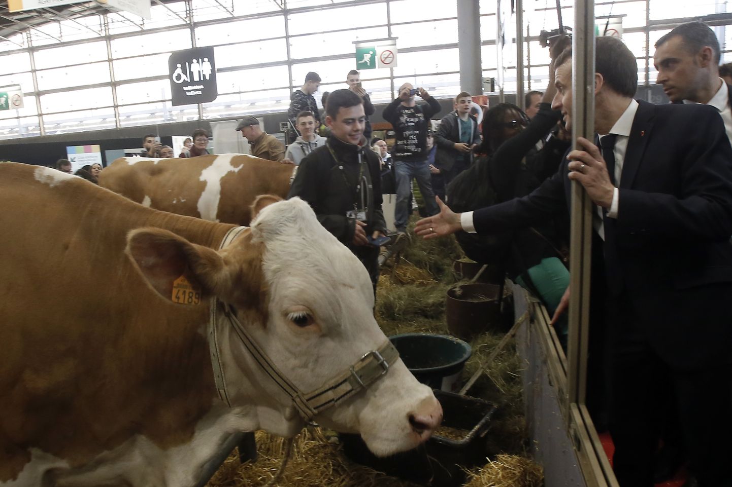 Emmanuel Macron lehmaga tutvumas.