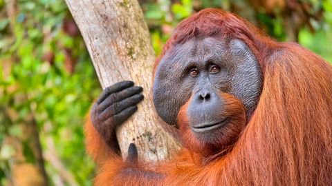 VIDEO ⟩ «See ahv oli küll eelmises elus inimene!» Orangutani käitumine pani interneti kihama