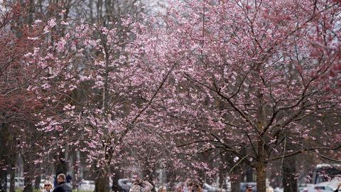 FOTO ⟩ Uzvaras parkā Rīgā zied sakuras