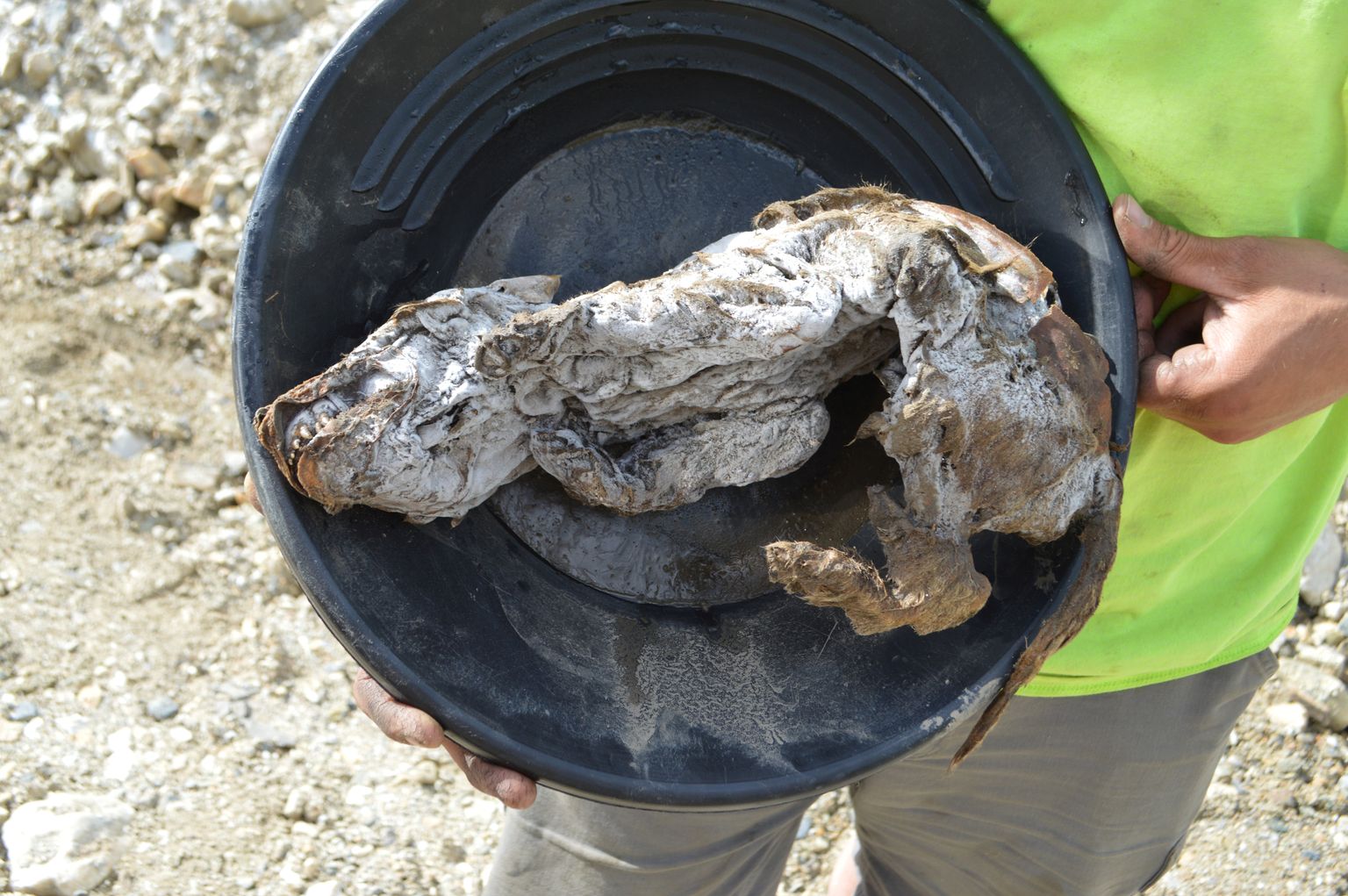 Kanadas leiti 57 000 aasta vanune mumifitseerunud hundikutsikas