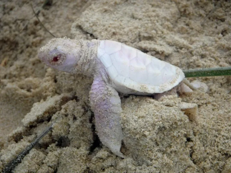 Alby. Foto: Coolum and North Shore Coast Care/Caters News Agency/Scanpix