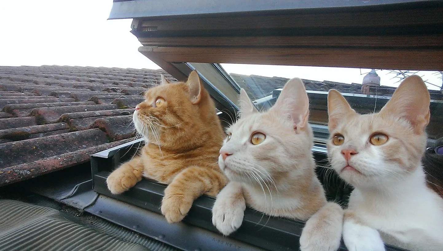 Axl, Alex ja Chris