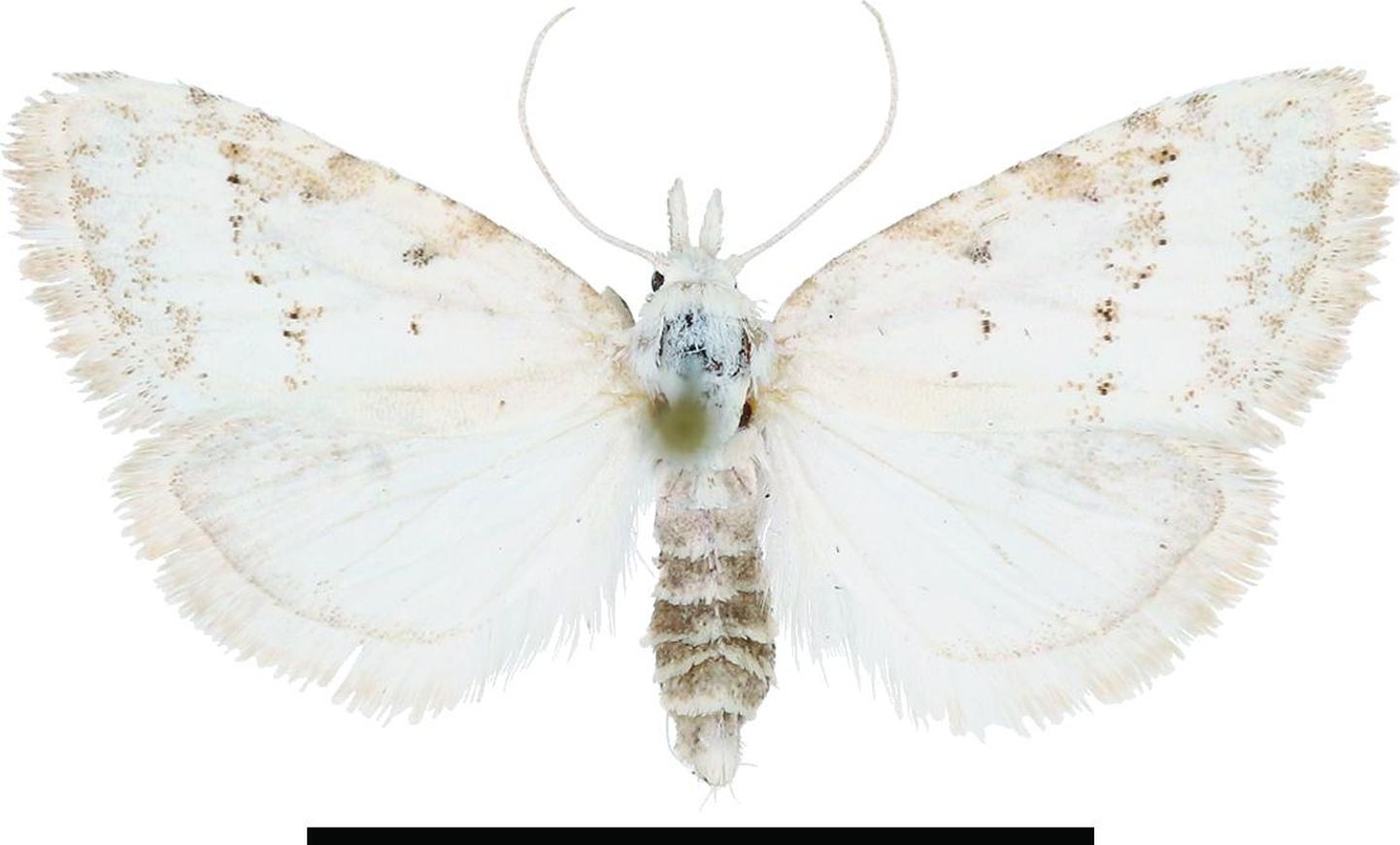 Scientific journal Zootaxa published an article last month describing a new species of moth discovered in Estonia and named Nola estonica.