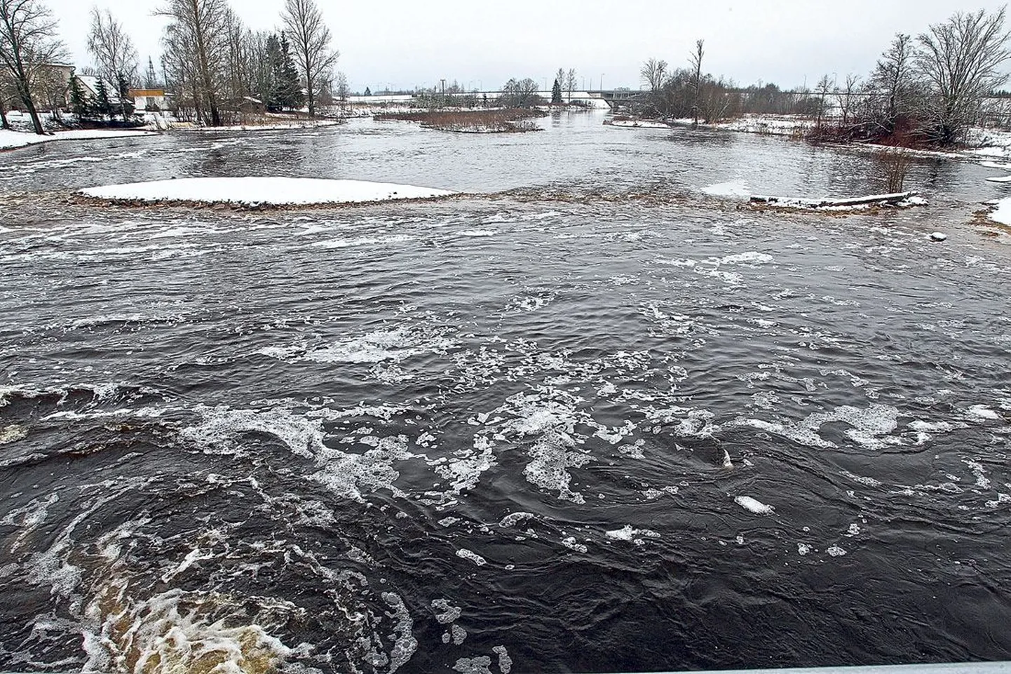 Pedja jõgi on veebruari kohta üsna kõrge, eile oli jõe tase Puurmani juures 75 cm üle mõõdulati nulli. Reedel, kui vesi oli veel 17 cm kõrgem, loksus see luhal.