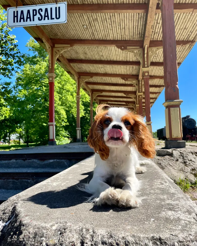 Seitsmekuuse Cavalieri Finley suvised reisid