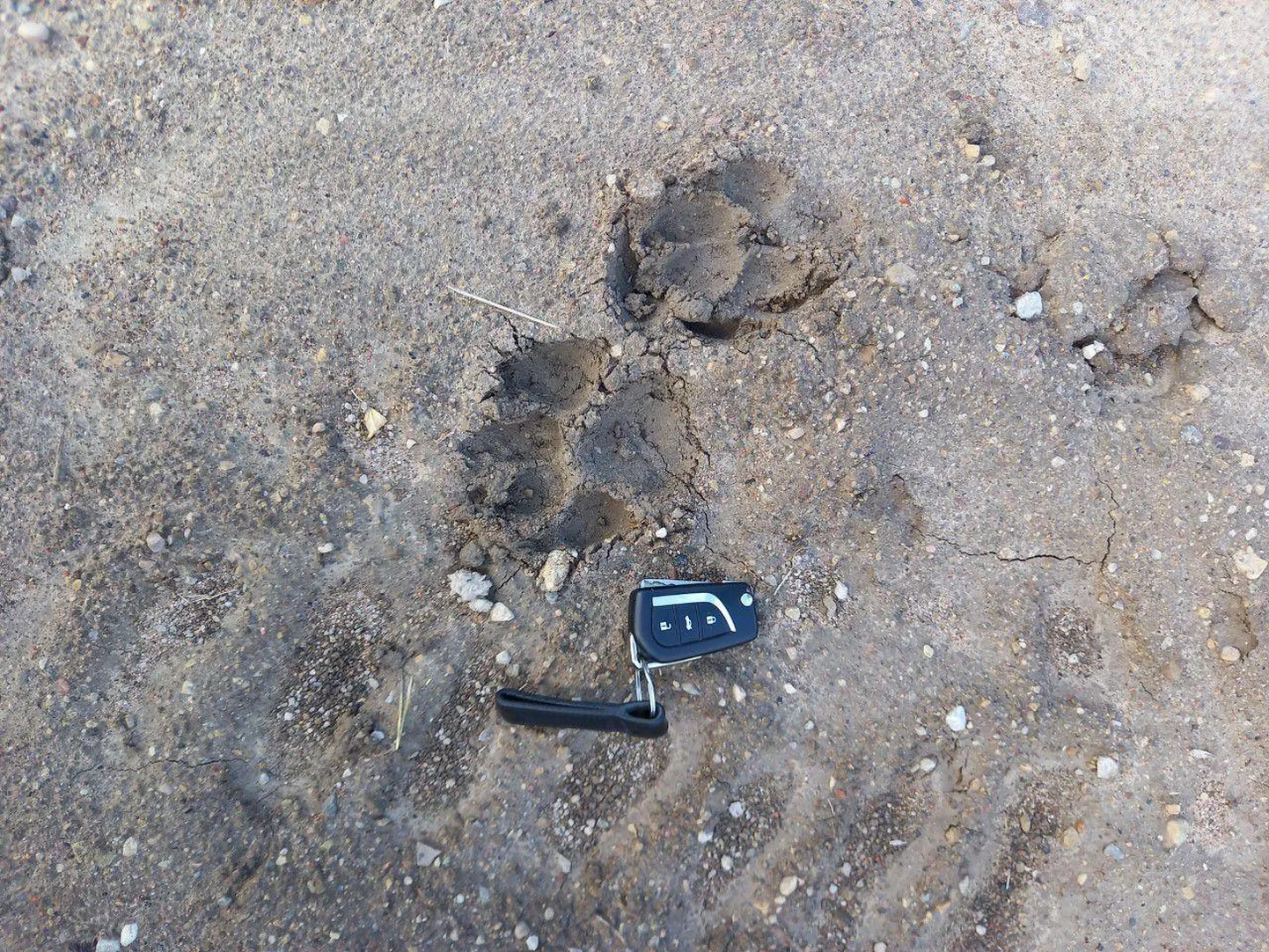 Sellele, et tegemist on suure ilvesega, annavad kinnitust tehismaastiku parklas olnud jäljed.