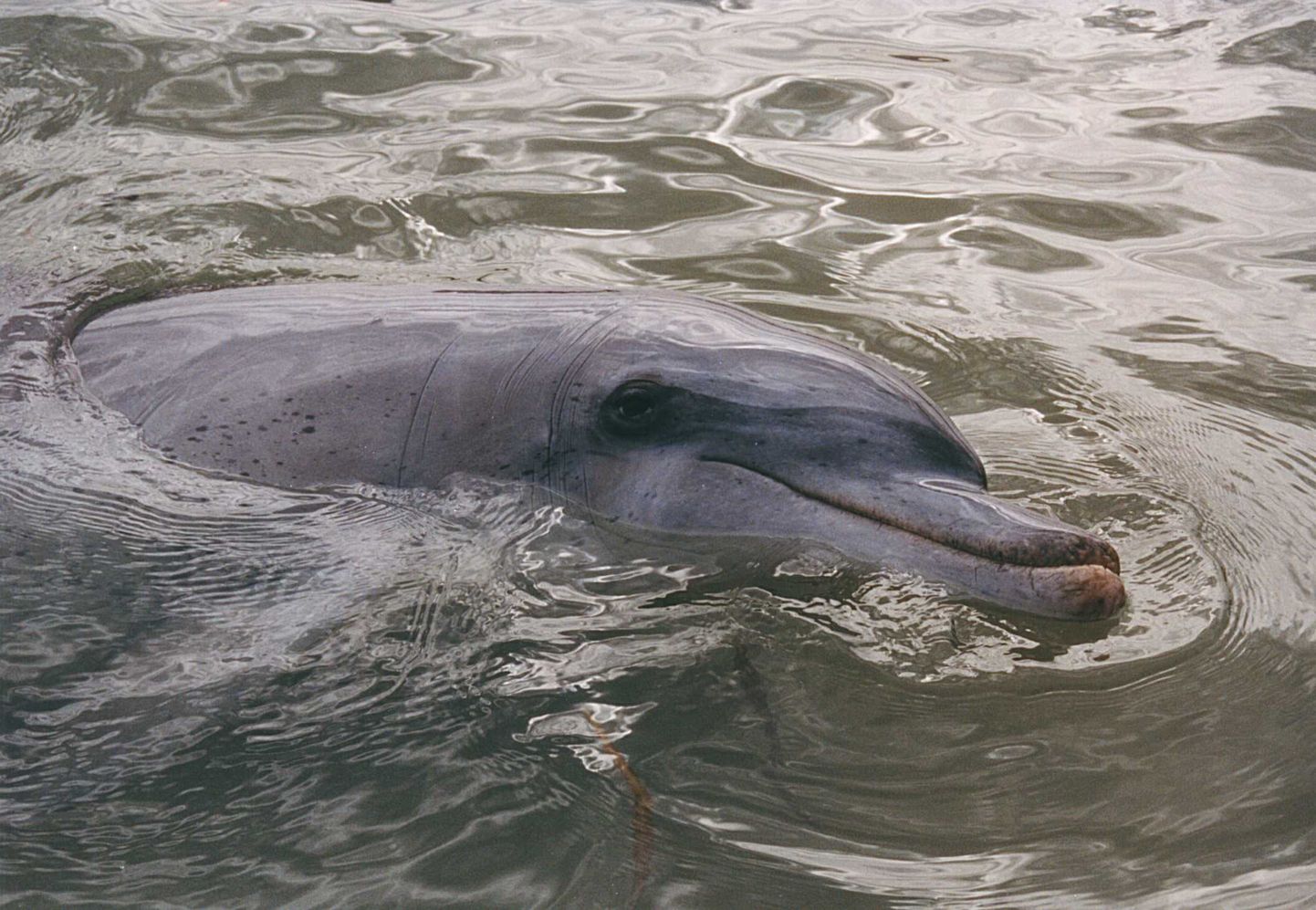 Laiksilm-delfiini ehk afaliiniga Austraalia rannikul. Aravatavasti on sama liiki veeloom ka Jaapani rünnakute taga.