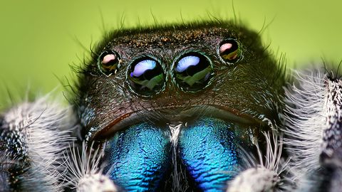 Scientists Create Ultra-Efficient Camera Inspired by Spider Eyes