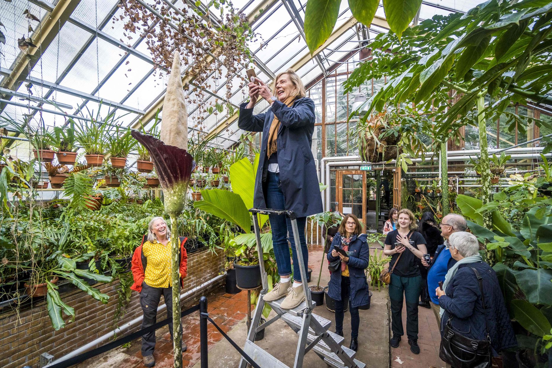 Hollandi Leideni ülikooli botaanikaaias puhkes õitsele fallosekujuline Amorphophallus decus-silvae