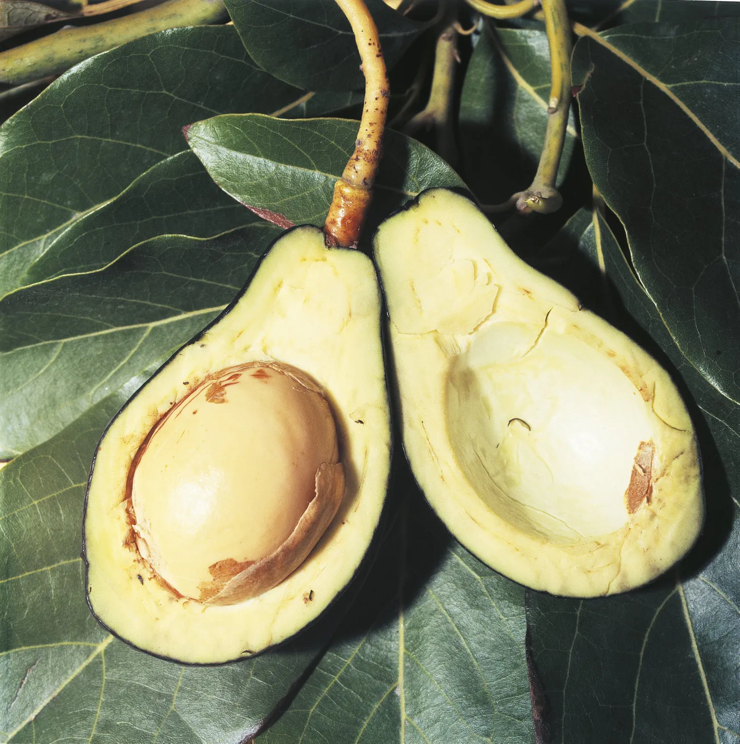 Avokaado.