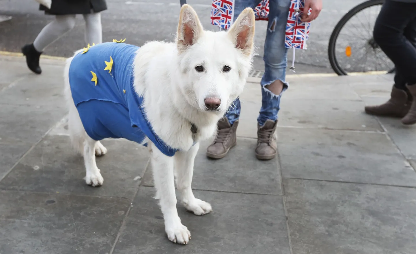 ELis jätkamist soovivad britid võivad isegi oma koerad meeleavaldustele tuua, kuid igatahes on selge, et Ühendkuningriigi eesistujakoha tuleval aastal peab ära täitma Eesti.
