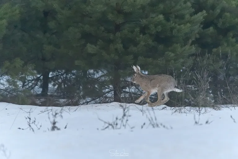 Jänes Sütiste metsas võimsat hüpet sooritamas.